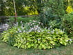 27 fitzgibbon ave - pic - purple flower bush