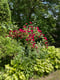 27 fitzgibbon ave - pic - red flower bush