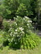 27 fitzgibbon ave - pic - white flower bush